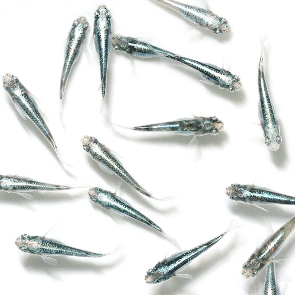 即購入可❗️抱く思い　ミカサ　sp ミガルーサ 026/066 U｜ポケカシングルカード通販｜Cloveストア